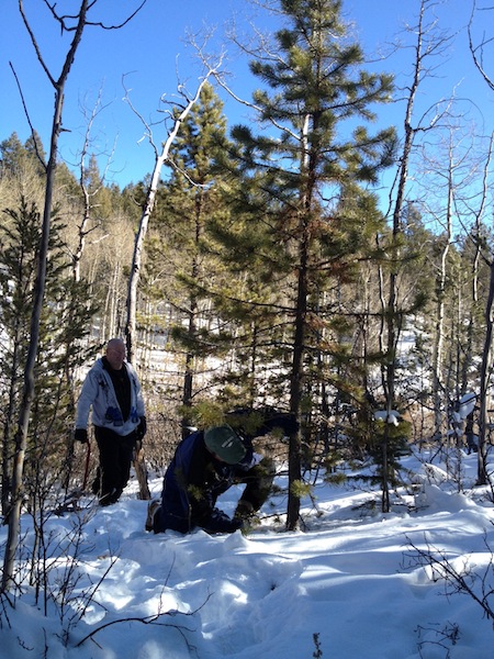 2011 Tree